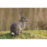 Gracie Oaks Wild Rabbit (Oryctolagus Cuniculus) - Wrapped Canvas Photograph Canvas, Wood in Brown/Green, Size 20.0 H x 30.0 W x 1.25 D in | Wayfair