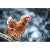 Gracie Oaks Domestic Eggs Chicken on a Wood Branch During Winter Storm by Aetb - Wrapped Canvas Photograph Canvas in Brown/Gray | Wayfair