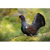 Gracie Oaks Aggressive Western Capercaillie Male Displaying w/ Open Tail in Forest - Wrapped Canvas Photograph Canvas, Wood in Black/Brown/Green
