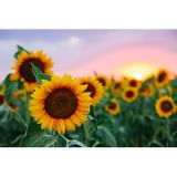 Gracie Oaks Field of Young Orange Sunflowers - Wrapped Canvas Photograph Metal in Brown/Green/Yellow, Size 32.0 H x 48.0 W x 1.25 D in | Wayfair