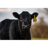 Gracie Oaks Black Angus Calf Close up by Jacqueline Nix - Wrapped Canvas Photograph Canvas, Wood in Black/Brown, Size 12.0 H x 18.0 W x 1.25 D in