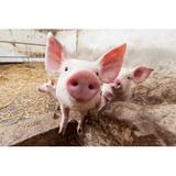 Gracie Oaks Piglet on Pig Farm Staring into Camera - Wrapped Canvas Photograph Canvas, Wood in Brown/Pink/White, Size 8.0 H x 12.0 W x 1.25 D in