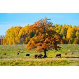 Gracie Oaks Cows under the Tree - Unframed Illustration on Canvas Canvas, Wood in White, Size 24.0 H x 36.0 W x 1.25 D in | Wayfair