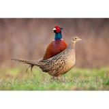 Gracie Oaks Couple of Common Pheasant by Jmrocek - Wrapped Canvas Photograph Canvas, Wood in Brown/Green/Red, Size 20.0 H x 30.0 W x 1.25 D in