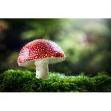 Gracie Oaks Poisonous Mushroom Canvas, Wood in Green/Red, Size 12.0 H x 18.0 W x 1.25 D in | Wayfair 13B9493AD5B14EC9A6A0ABB1770B840B