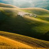 Gracie Oaks Sheep on Tuscany - Wrapped Canvas Photograph Canvas, Wood in White, Size 36.0 H x 36.0 W x 1.25 D in | Wayfair