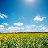 Gracie Oaks Field w/ Sunflowers - Wrapped Canvas Photograph Canvas, Wood in White, Size 36.0 H x 36.0 W x 1.25 D in | Wayfair