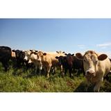 Gracie Oaks Heifers Pose in a Kansas Pasture by Andykatz - Wrapped Canvas Photograph Canvas, Wood in Brown | Wayfair