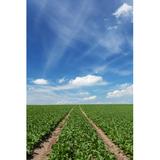 Gracie Oaks Field w/ Sugar Beets by Skystorm - Wrapped Canvas Photograph Canvas, Wood in Blue/Green, Size 12.0 H x 8.0 W x 1.25 D in | Wayfair