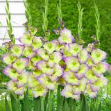 Gladiolus Moonlight Shadow