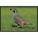 East Urban Home 'California Quail Male, Christchurch, New Zealand' - Picture Frame Photograph Print on Framed Canvas in Gray/Green | Wayfair