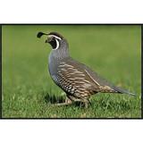 East Urban Home 'California Quail Male, Christchurch, New Zealand' - Picture Frame Photograph Print on Framed Canvas in White | Wayfair