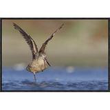 East Urban Home Marbled Godwit Stretching its Wings, North America - Picture Frame Photograph Print on Canvas in Blue/Brown | Wayfair