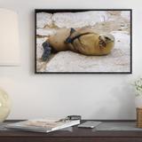 East Urban Home Galapagos Sea Lion Calling, Galapagos Islands, Ecuador - Picture Frame Photograph Print on Canvas in Brown/White | Wayfair