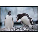 East Urban Home Gentoo Penguin Parent w/ Chick Begging for Food, Antarctica - Picture Frame Photograph Print on Canvas in Gray/White | Wayfair