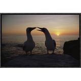 East Urban Home Masked Booby Couple Courting at Sunset, Galapagos Islands, Ecuador - Picture Frame Photograph Print Canvas, Wood in Black | Wayfair