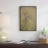 East Urban Home Lilac-Breasted Roller Perching on Twig, Africa - Picture Frame Photograph Print on Canvas in Brown | Wayfair EAUB4982 38518144