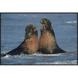 East Urban Home 'Northern Elephant Seal Males Fighting, California ' Framed Photographic Print on Canvas & Fabric in White | Wayfair