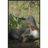 East Urban Home Red-Throated Loon - Picture Frame Photograph Print on Canvas Canvas, Wood in Gray/Green, Size 24.0 H x 16.0 W x 1.5 D in | Wayfair