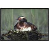 East Urban Home Horned Grebe Parent Calling While Incubating Eggs on Floating Nest, North America - Picture Frame Photograph Print Canvas | Wayfair