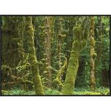 East Urban Home Maple Glade, Quinault Temperate Rainforest, Olympic Np, Washington - Picture Frame Photograph Print on Canvas Metal in Green Wayfair