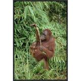 East Urban Home Orangutan Mother w/ Baby, Tanjung Puting National Park, Borneo - Picture Frame Photograph Print Canvas in Brown/Green | Wayfair