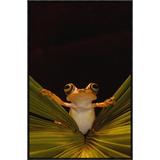 East Urban Home Chachi Tree Frog - Picture Frame Photograph Print on Canvas & Fabric in Black/Brown/Green, Size 30.0 H x 20.0 W x 1.5 D in Wayfair