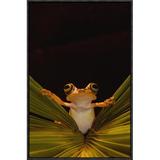 East Urban Home Chachi Tree Frog - Picture Frame Photograph Print on Canvas & Fabric in Black/Brown/Green, Size 24.0 H x 16.0 W x 1.5 D in Wayfair