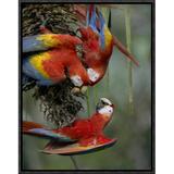 East Urban Home Scarlet Macaw Trio Feeding on Palm Fruits - Picture Frame Photograph Print on Canvas Metal in Green/Red | Wayfair URBH5264 38225460