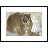 Global Gallery Mountain Lion Portrait in Winter, Montana by Tim Fitzharris - Picture Frame Photograph Print on Paper | Wayfair DPF-451952-1624-266