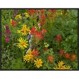 Global Gallery Sneezeweed & Indian Paintbrush Flowers in Meadow, North America by Tim Fitzharris Framed Photographic Print on Canvas Paper | Wayfair