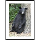 Global Gallery Bear Cub Leaning Against Tree, Orr, Minnesota by Matthias Breiter - Picture Frame Photograph Print on Paper in Black/Gray/Green