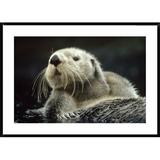 Global Gallery Sea Otter Floating in Kelp, North America by Tim Fitzharris - Picture Frame Photograph Print on Paper in Gray | Wayfair