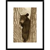 Global Gallery Asiatic Bear Four Month Old Cub, Resting in Tree, Sichuan, China by John Holmes - Picture Frame Photograph Print on Paper Paper