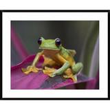 Global Gallery Gliding Leaf Frog Portrait, Costa Rica by Tim Fitzharris - Picture Frame Photograph Print on Paper in Brown | Wayfair