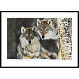 Global Gallery Wolf Pair in the Snow, Norway by Jasper Doest - Picture Frame Photograph Print on Paper in Gray/Green | Wayfair DPF-395681-2436-266