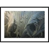 Global Gallery Frost Crystal Patterns on Glass, Ross Sea, Antarctica by Colin Monteath - Picture Frame Photograph Print on Paper in White | Wayfair