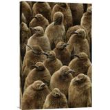 East Urban Home 'King Penguin Chicks, Gold Harbor, South Georgia, Antarctica' Photographic Print, Wood in Brown, Size 24.0 H x 16.0 W x 1.5 D in