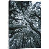 East Urban Home 'Autumn Snow on Beech Trees, Routeburn Track, Mt Aspiring National Park, New Zealand' Photographic Print, Wood in Gray | Wayfair