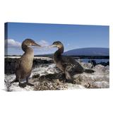 East Urban Home 'Flightless Cormorants at Nest Lined w/ Sea Urchins, Galapagos Island' Photographic Print Canvas, Wood in Blue/Gray | Wayfair