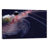 East Urban Home 'Antarctic Krill, Antarctica' Photographic Print, Wood in Blue/Gray/Red, Size 16.0 H x 24.0 W x 1.5 D in | Wayfair