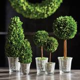 One Allium Way® 5 Piece Boxwood Topiary in Pot Set Glass in Gray, Size 18.5 H x 12.0 W x 6.0 D in | Wayfair OAWY2875 27678005