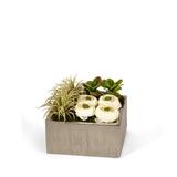 T&C Floral Company Geometric Cabbage Roses Floral Arrangement in Planter, Ceramic in White, Size 8.0 H x 8.0 W x 5.0 D in | Wayfair F1309SC