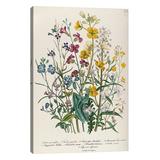 iCanvas Canvases Multi - Jane Loudon Forget-Me-Nots and Buttercups Wrapped Canvas