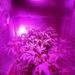 TORCHSTAR 14W BR40 LED Grow Lights for Indoor Plants, Full Spectrum Indoor Plants Grow Lights in White | 6.3 H x 4.72 D in | Wayfair JCGRL-14WBR40
