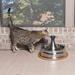 PetSafe® Drinkwell® Stainless Multi-Pet Pet Fountain Metal/Stainless Steel (easy to clean) in Gray | 7.5 H x 14.75 W x 14.625 D in | Wayfair