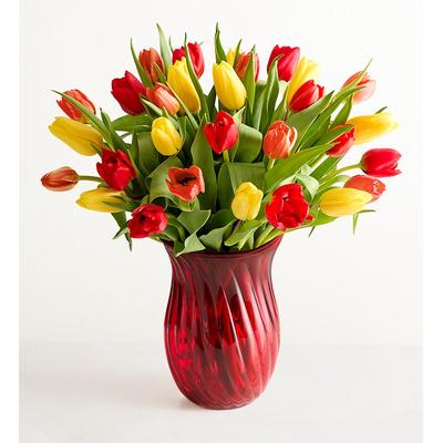 1-800-Flowers Seasonal Gift Delivery Our Favorite Fall Tulips 30 Stems W/ Red Vase