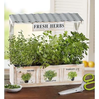 1-800-Flowers Plant Delivery Herb Garden Trio Herb Garden & Scissors | Happiness Delivered To Their Door