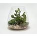 Primrue Succulents, Sand & Shells Desk Top Plant in Terrarium Glass | 10 H x 10 W x 10 D in | Wayfair 16079