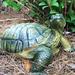 HomeStyles Call of the Wild Large Box Turtle Garden Statue Concrete/Stone, Glass in Brown/Gray/Green | 8 H x 13 W x 10.25 D in | Wayfair 89680
